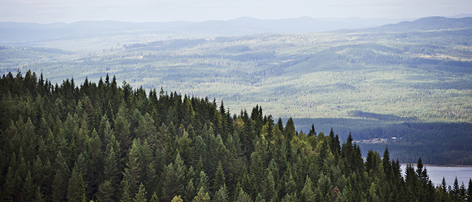 Skogslandskap.