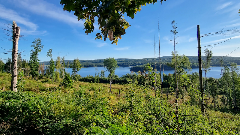 Från Pilgrimslederna, grön och fin natur.