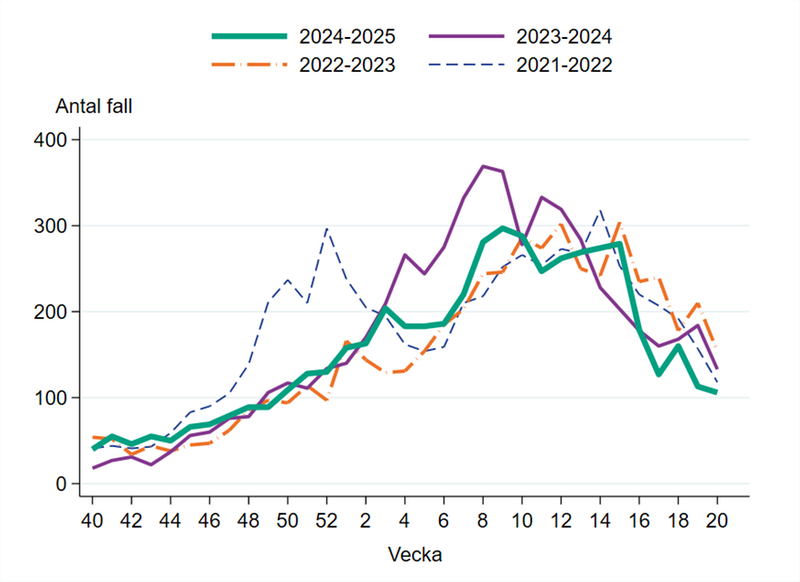Antal laboratoriebekräftade fall av calicivirus (noro- och sapovirus) i Sverige under säsong 2021-2022, 2022-2023, 2023-2024 samt 2024-2025.
